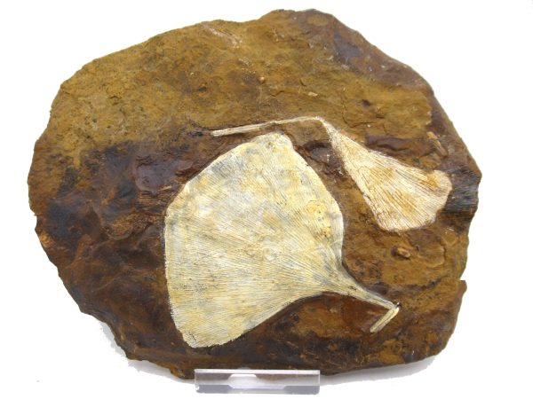 Genuine Paleocene Age Ginko Leaf Fossil for Sale from N. Dakota #88