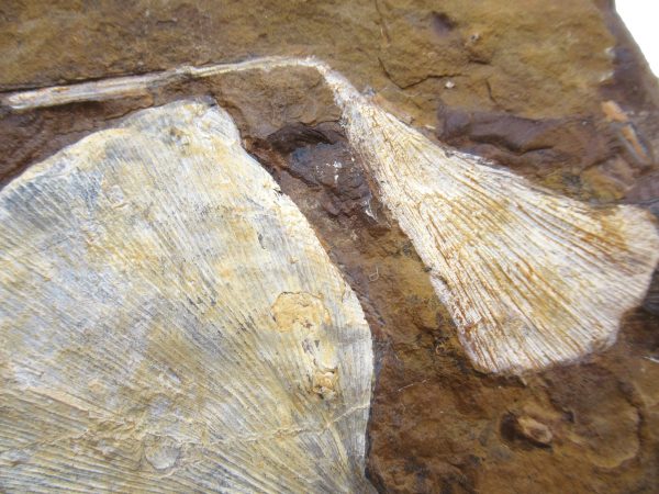 Genuine Paleocene Age Ginko Leaf Fossil for Sale from N. Dakota #88b