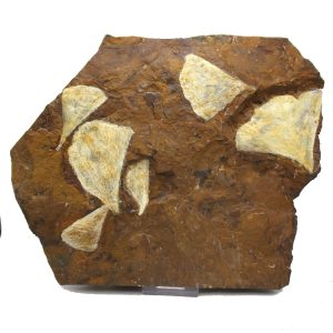 Genuine Paleocene Age Ginko Leaf Fossil for Sale from N. Dakota #89