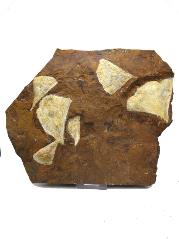 Genuine Paleocene Age Ginko Leaf Fossil for Sale from N. Dakota #89