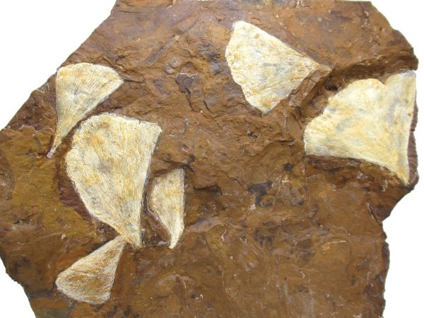 Genuine Paleocene Age Ginko Leaf Fossil for Sale from N. Dakota #89a