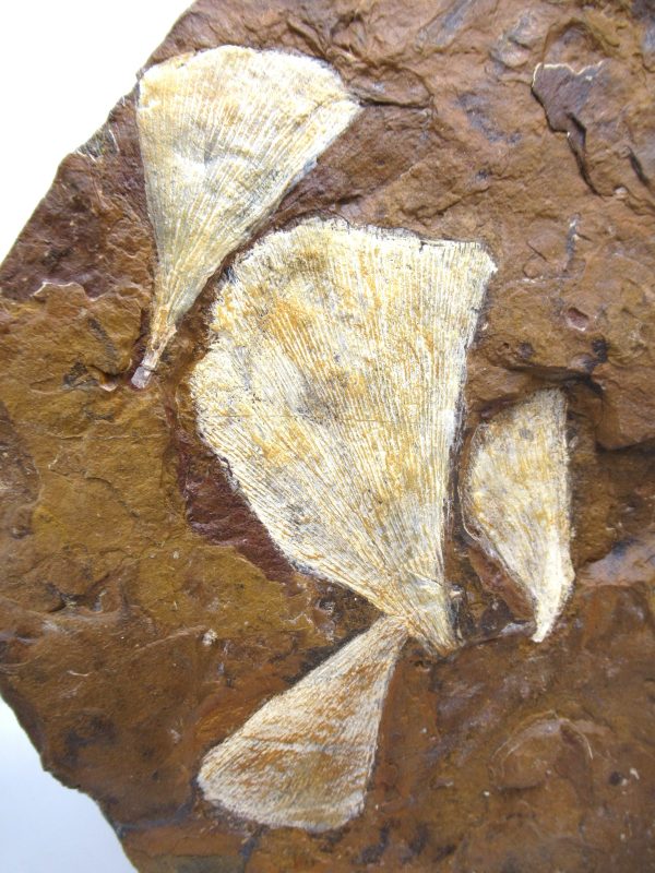 Genuine Paleocene Age Ginko Leaf Fossil for Sale from N. Dakota #89b