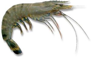 Lebanon Shrimp