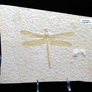 Genuine Jurassic Age Solnhofen Limestone Dragonfly Fossils for Sale from Germany #24