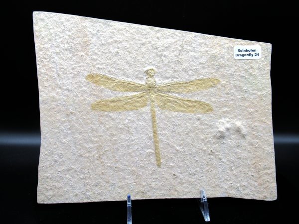 Genuine Jurassic Age Solnhofen Limestone Dragonfly Fossils for Sale from Germany #24