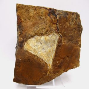 Genuine Paleocene Ginko Leaf Fossil for Sale from N. Dakota #67