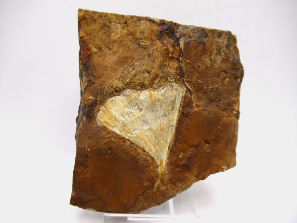 Genuine Paleocene Ginko Leaf Fossil for Sale from N. Dakota #67