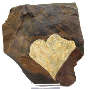 Genuine Paleocene Ginko Leaf Fossil for Sale from N. Dakota #79