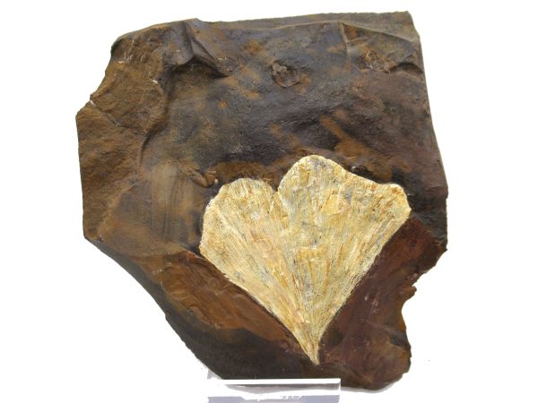 Genuine Paleocene Ginko Leaf Fossil for Sale from N. Dakota #79