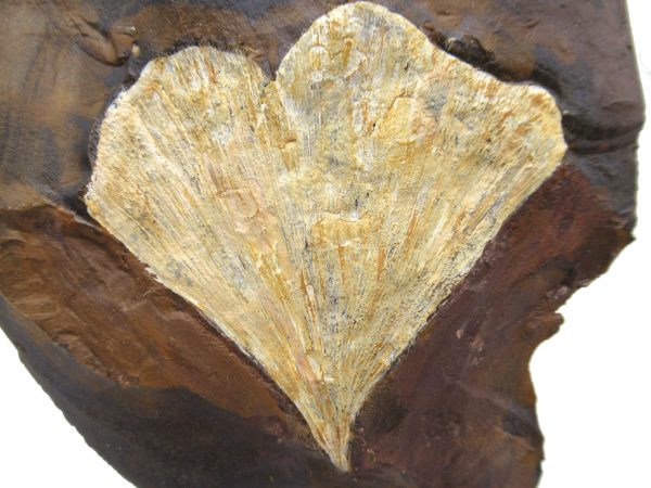 Genuine Paleocene Ginko Leaf Fossil for Sale from N. Dakota #79a