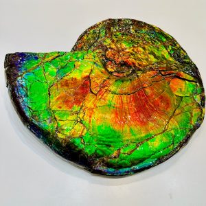 General Cretaceous Age Ammolite Ammonite Fossils From Canada For Sale #18