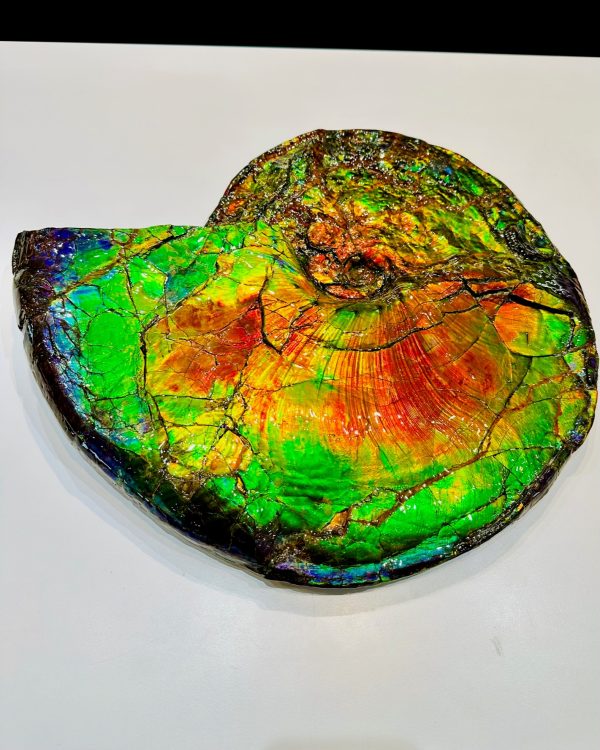 General Cretaceous Age Ammolite Ammonite Fossils From Canada For Sale #18