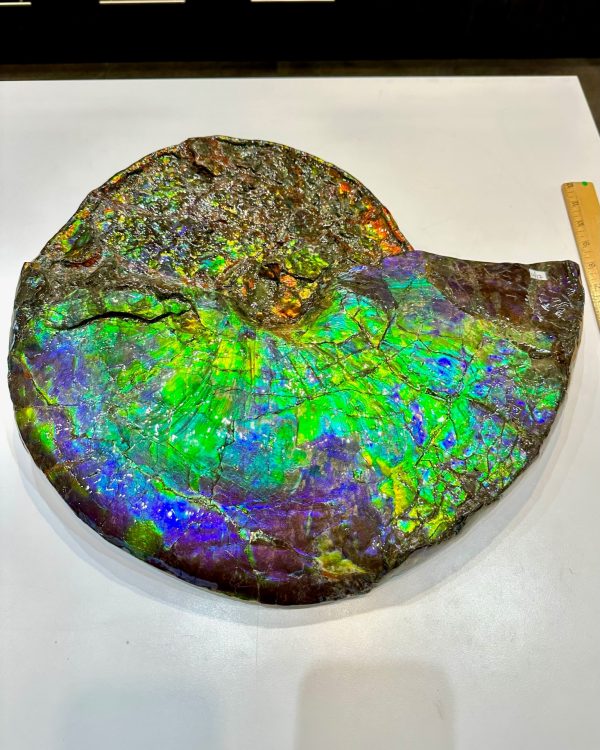 General Cretaceous Age Ammolite Ammonite Fossils From Canada For Sale #18