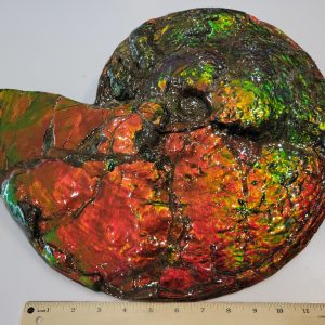 General Cretaceous Age Ammolite Ammonite Fossils From Canada For Sale #17