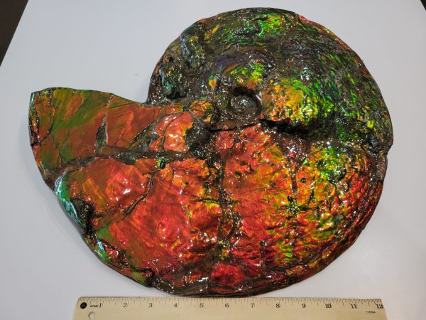 General Cretaceous Age Ammolite Ammonite Fossils From Canada For Sale #17