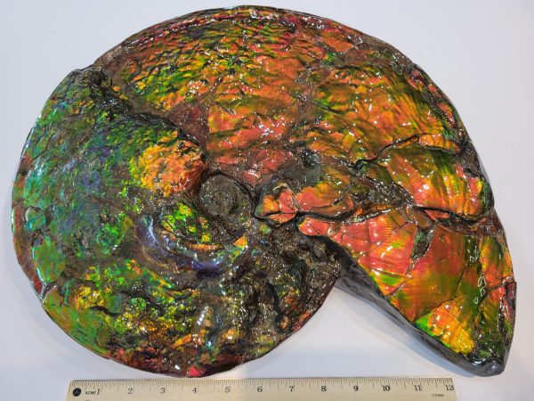 General Cretaceous Age Ammolite Ammonite Fossils From Canada For Sale #17