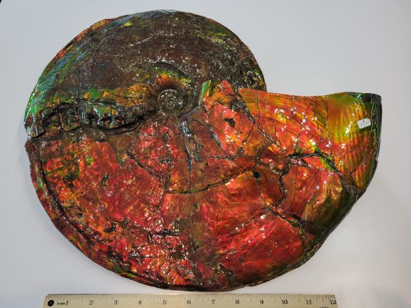 General Cretaceous Age Ammolite Ammonite Fossils From Canada For Sale #17