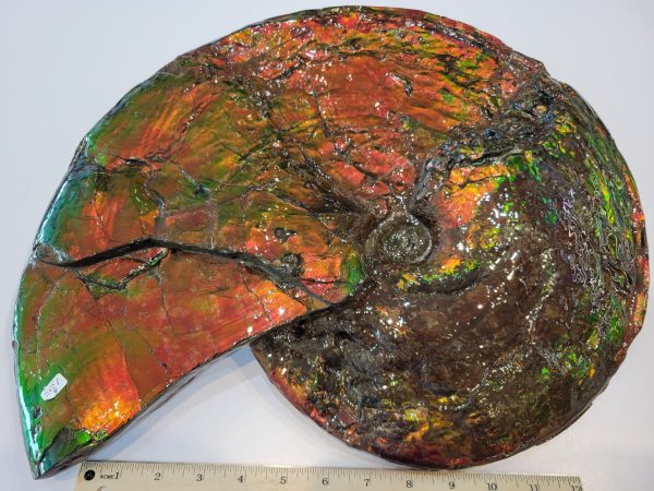 General Cretaceous Age Ammolite Ammonite Fossils From Canada For Sale #17