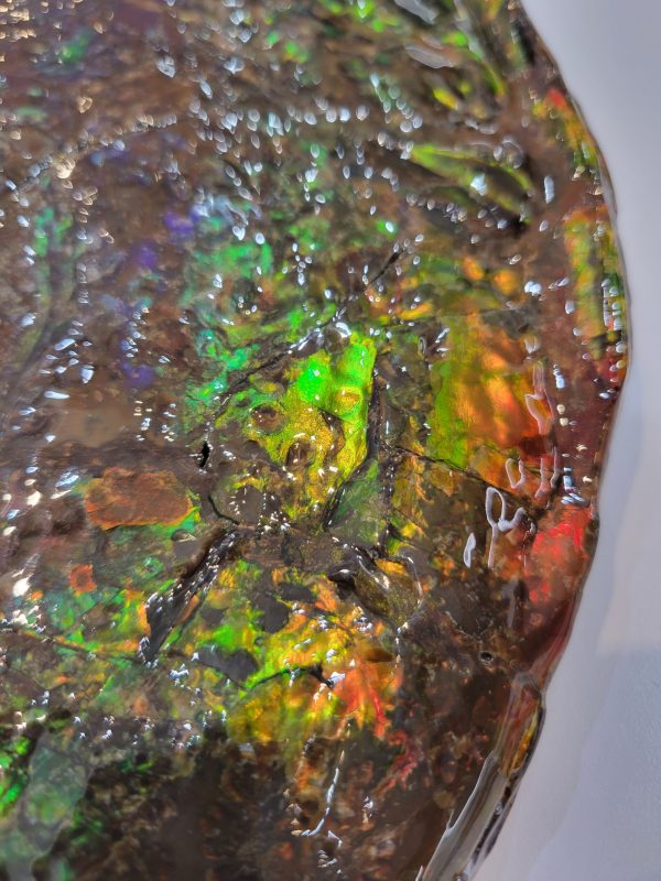 General Cretaceous Age Ammolite Ammonite Fossils From Canada For Sale #17