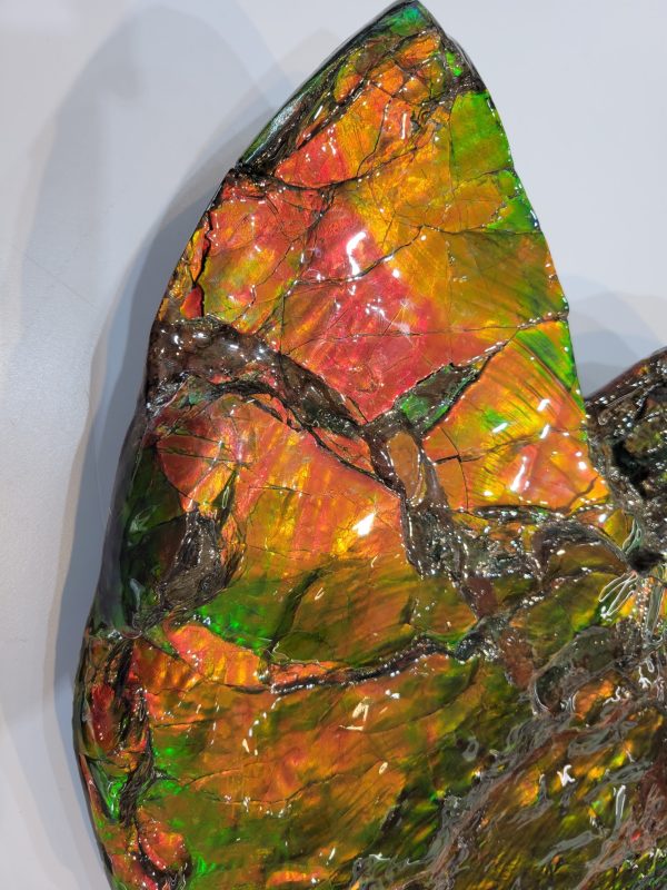 General Cretaceous Age Ammolite Ammonite Fossils From Canada For Sale #17