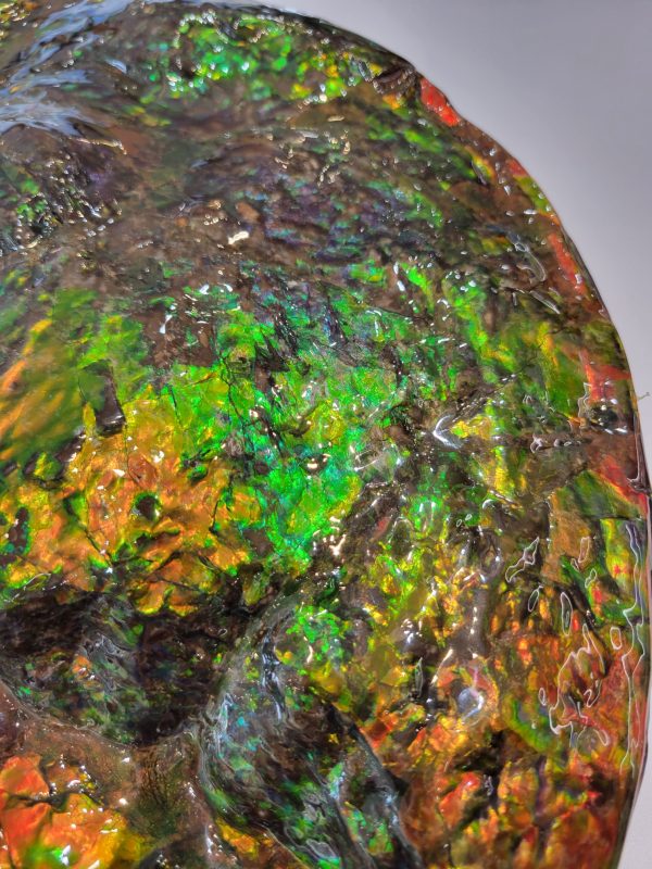 General Cretaceous Age Ammolite Ammonite Fossils From Canada For Sale #17