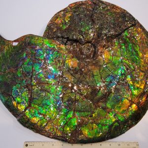 General Cretaceous Age Ammolite Ammonite Fossils From Canada For Sale #16