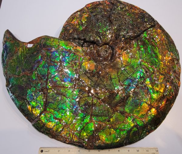 General Cretaceous Age Ammolite Ammonite Fossils From Canada For Sale #16