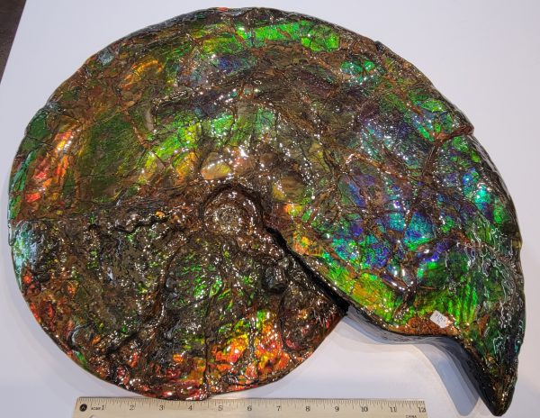 General Cretaceous Age Ammolite Ammonite Fossils From Canada For Sale #16