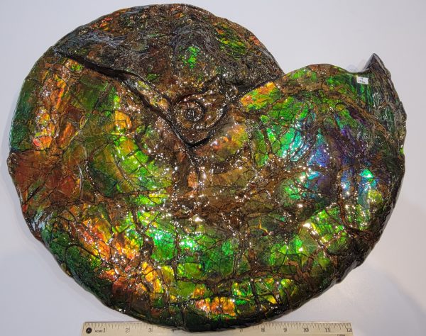 General Cretaceous Age Ammolite Ammonite Fossils From Canada For Sale #16