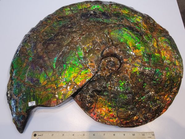 General Cretaceous Age Ammolite Ammonite Fossils From Canada For Sale #16