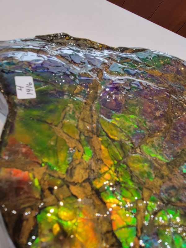 General Cretaceous Age Ammolite Ammonite Fossils From Canada For Sale #16