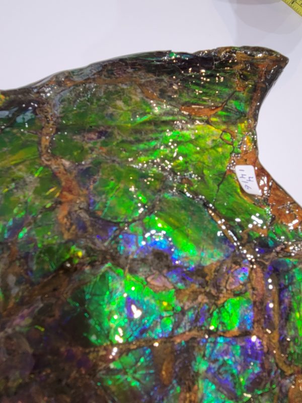 General Cretaceous Age Ammolite Ammonite Fossils From Canada For Sale #16