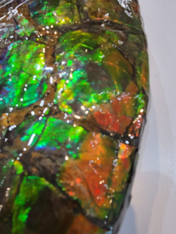 General Cretaceous Age Ammolite Ammonite Fossils From Canada For Sale #16