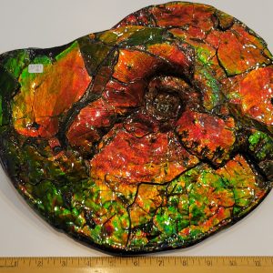 General Cretaceous Age Ammolite Ammonite Fossils From Canada For Sale #14