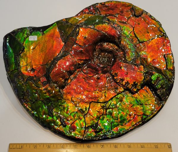 General Cretaceous Age Ammolite Ammonite Fossils From Canada For Sale #14