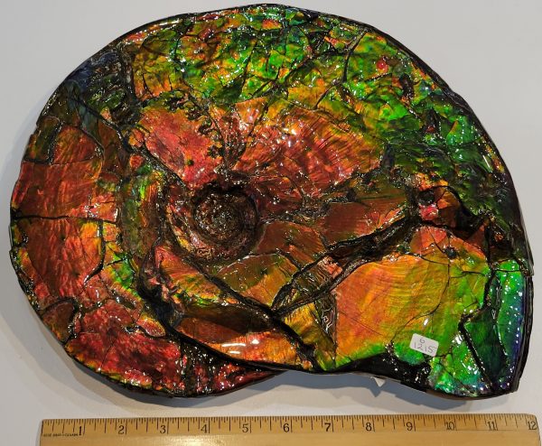 General Cretaceous Age Ammolite Ammonite Fossils From Canada For Sale #14