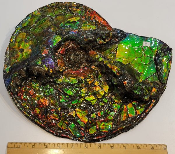 General Cretaceous Age Ammolite Ammonite Fossils From Canada For Sale #14