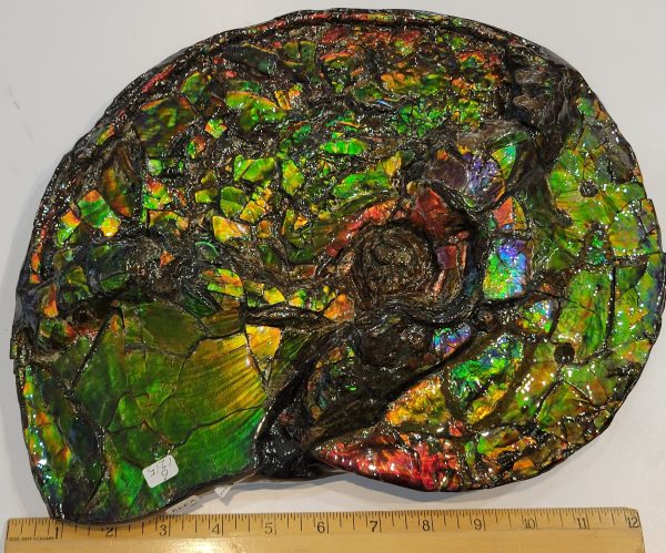 General Cretaceous Age Ammolite Ammonite Fossils From Canada For Sale #14