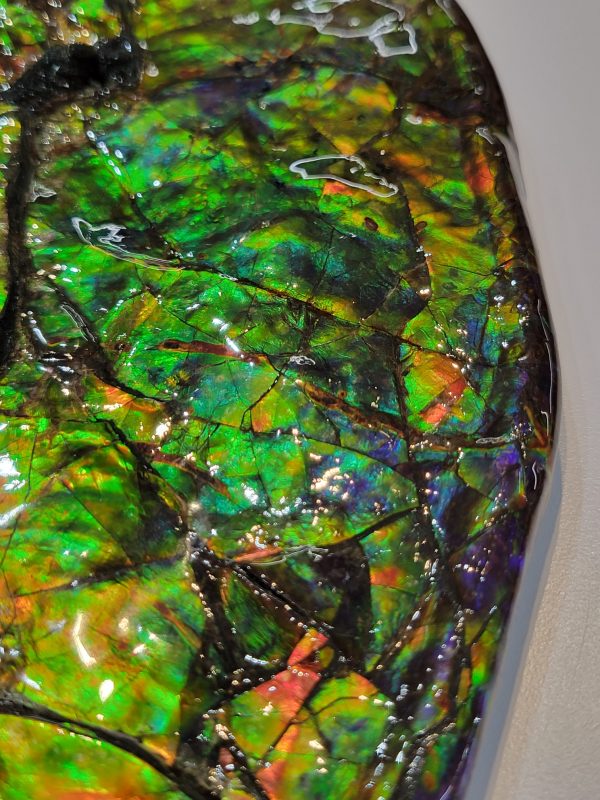 General Cretaceous Age Ammolite Ammonite Fossils From Canada For Sale #14