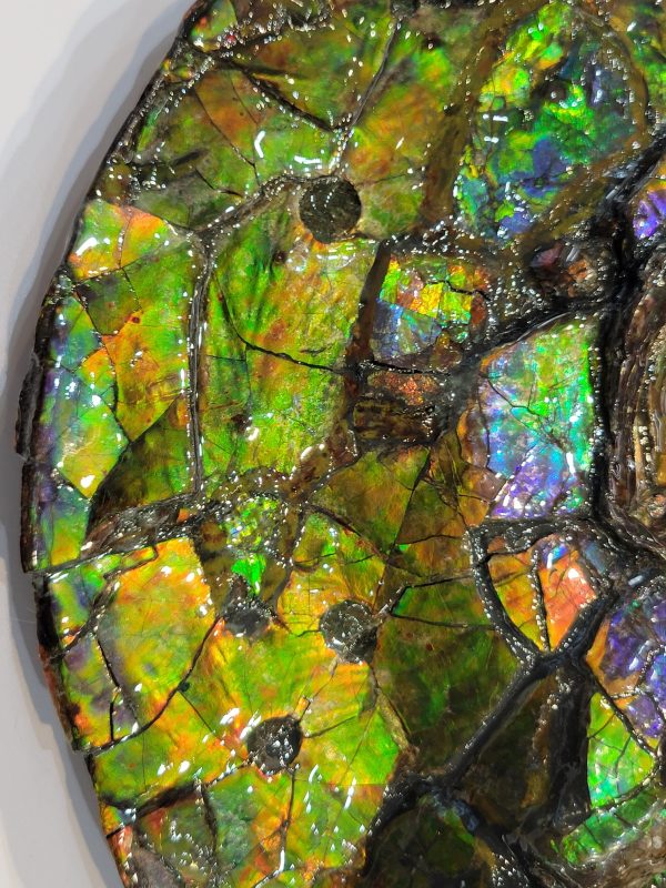 General Cretaceous Age Ammolite Ammonite Fossils From Canada For Sale #14