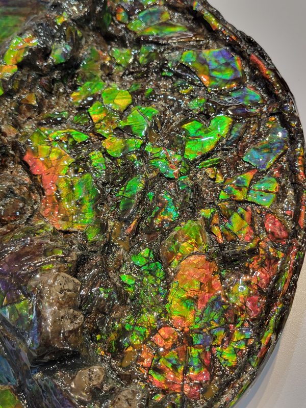 General Cretaceous Age Ammolite Ammonite Fossils From Canada For Sale #14