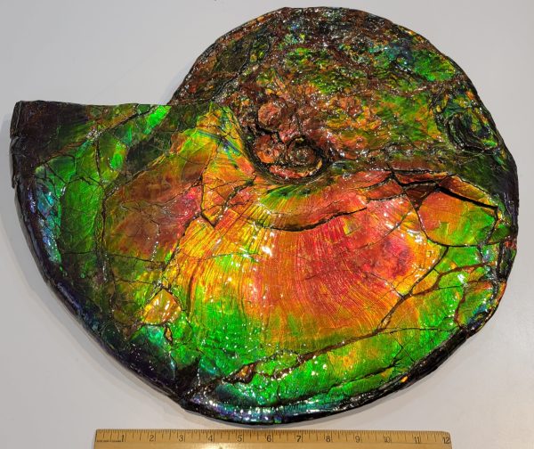 General Cretaceous Age Ammolite Ammonite Fossils From Canada For Sale #18