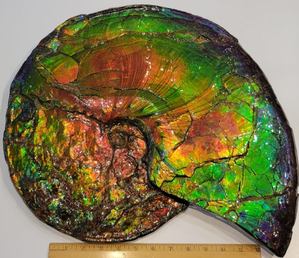 General Cretaceous Age Ammolite Ammonite Fossils From Canada For Sale #18