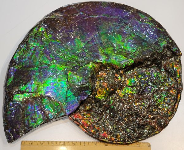 General Cretaceous Age Ammolite Ammonite Fossils From Canada For Sale #18