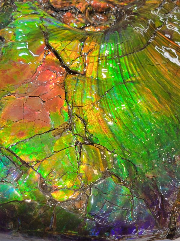 General Cretaceous Age Ammolite Ammonite Fossils From Canada For Sale #18