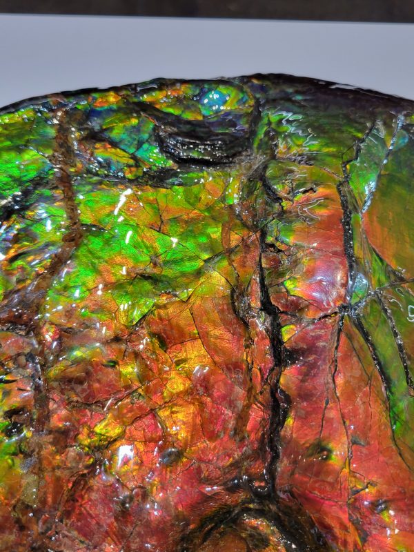 General Cretaceous Age Ammolite Ammonite Fossils From Canada For Sale #18