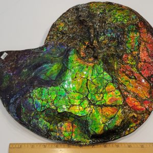 General Cretaceous Age Ammolite Ammonite Fossils From Canada For Sale #15