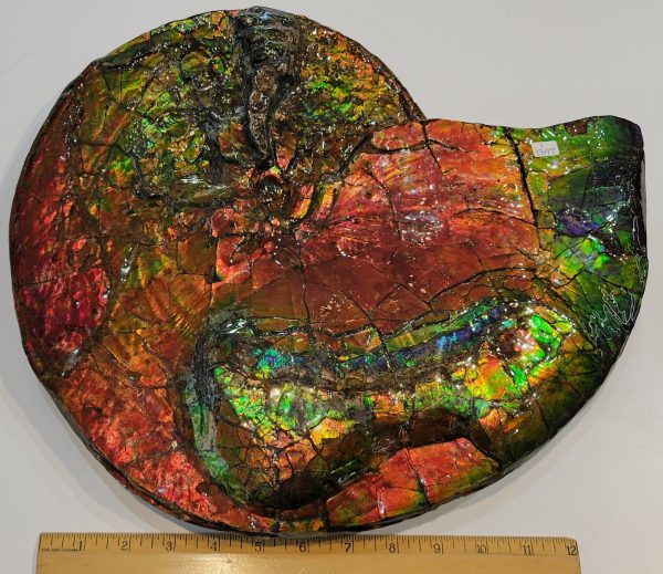 General Cretaceous Age Ammolite Ammonite Fossils From Canada For Sale #15