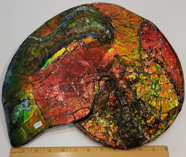 General Cretaceous Age Ammolite Ammonite Fossils From Canada For Sale #15