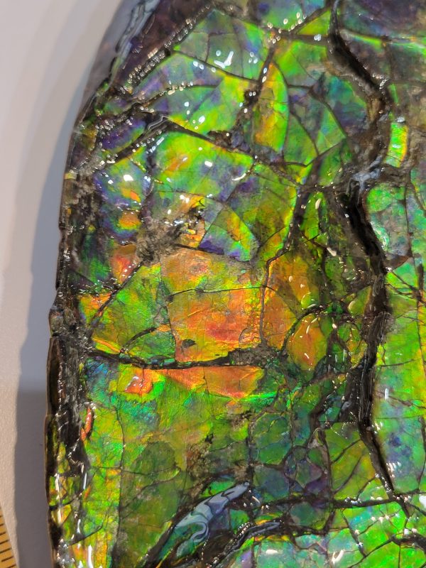 General Cretaceous Age Ammolite Ammonite Fossils From Canada For Sale #15